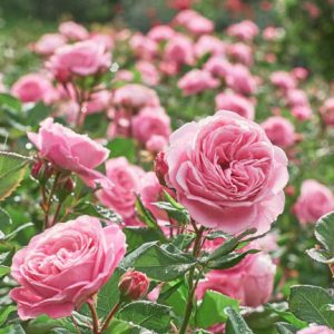 Rosa spinosissima (Scotch Rose)