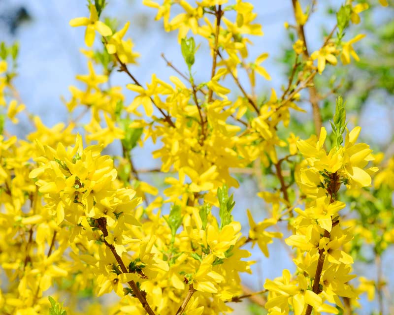 How to Force Forsythia Flowers In Easy Steps