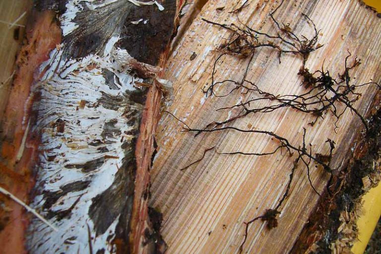 Armillaria Root Rot (Honey Fungus) - Identify, Prevent and Treat