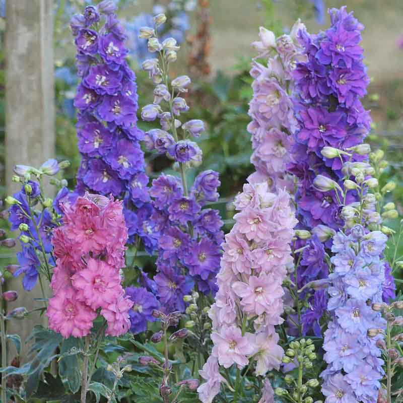 Delphinium 'Magic Fountain Sky Blue' (Candle Larkspur)