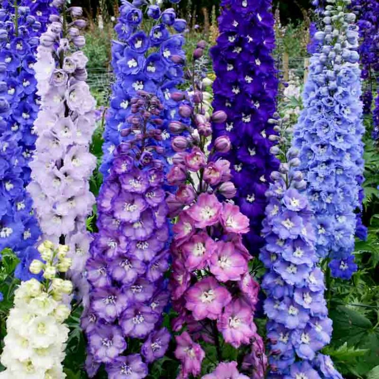 Delphinium 'Magic Fountain Sky Blue' (Candle Larkspur)