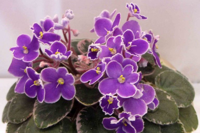 African Violet: How to Grow and Care with Success