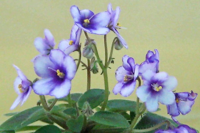 African Violet: How to Grow and Care with Success