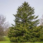 Abies amabilis 'Spreading Star' (Pacific Silver Fir)