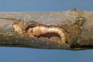 Flatheaded Appletree Borer - Prevention and Treatment