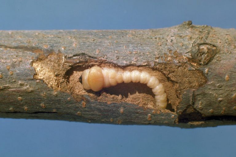 Flatheaded Appletree Borer - Prevention and Treatment