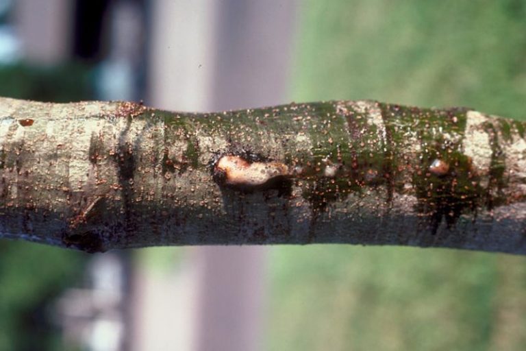 Flatheaded Appletree Borer - Prevention And Treatment