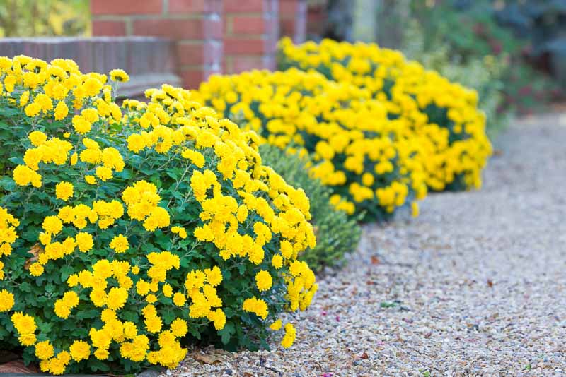 Chrysanthemum: Vibrant Blooms for Your Garden
