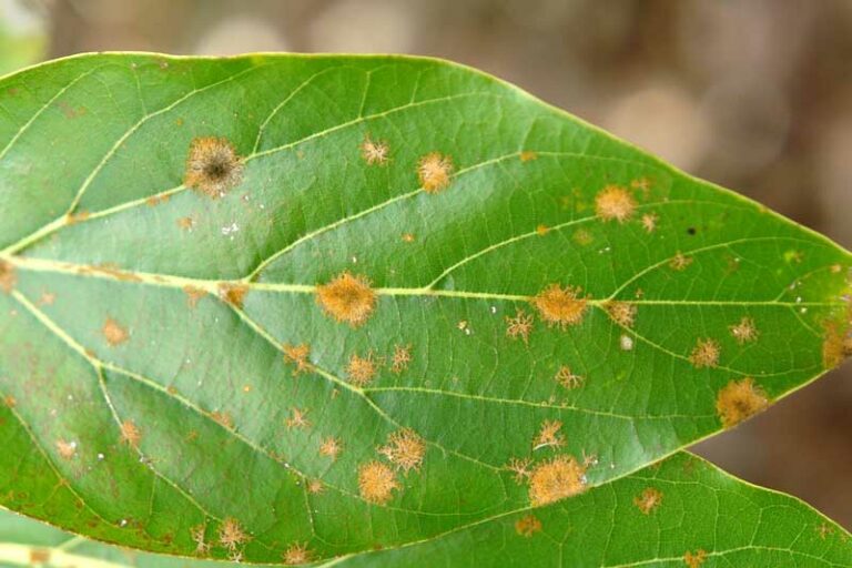 Algal Leaf Spot: Prevention and Treatment