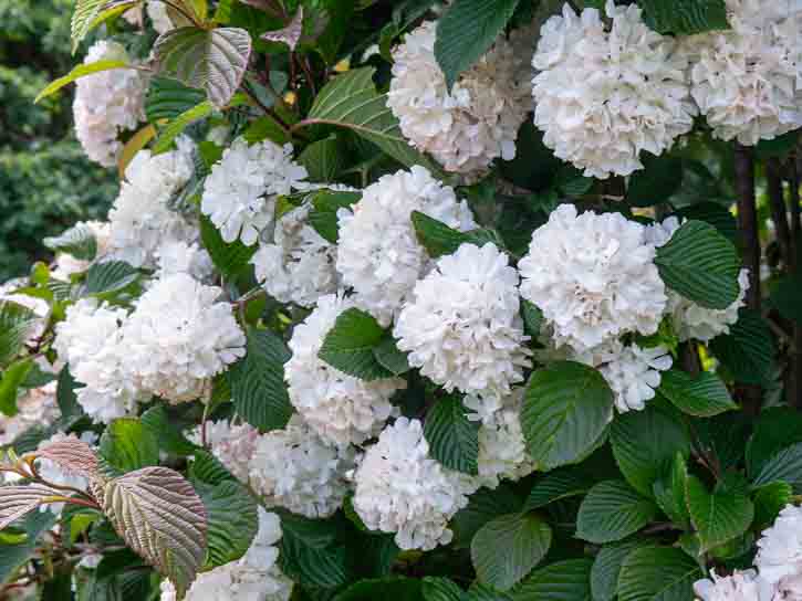 Native Viburnums: Ideal Shrubs for Your Garden