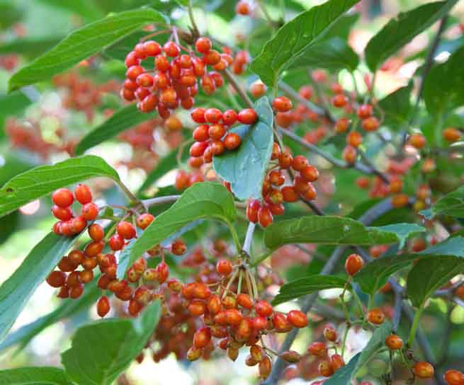 Viburnum setigerum (Tea Viburnum)