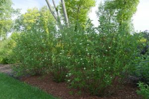 Cornus Sericea Arctic Fire® Red (redtwig Dogwood)