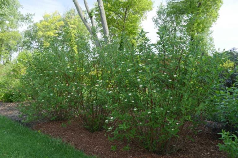 Cornus sericea Arctic Fire® Red (Redtwig Dogwood)