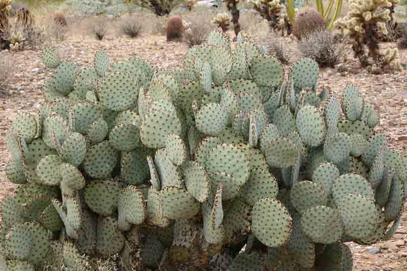 Opuntia rufida (Blind Prickly Pear)