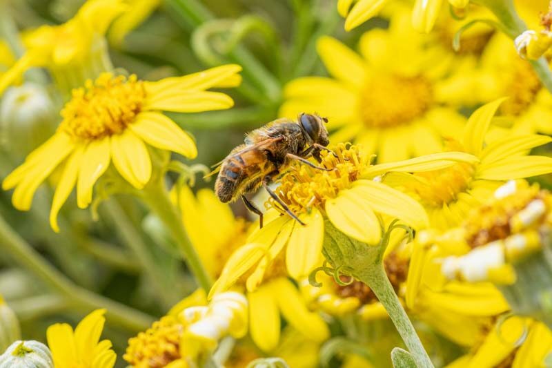 How the Honeybee Buzz Hurts Wild Bees