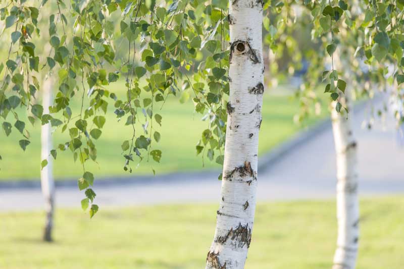 (Lot Of 6) White Birch Branches-12 To 16 In Length & 1 To 2 Diameter