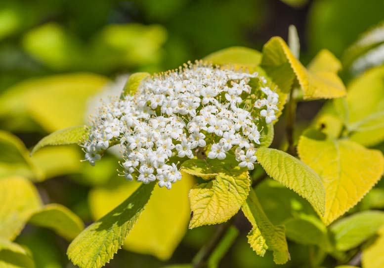 Native Viburnums: Ideal Shrubs for Your Garden