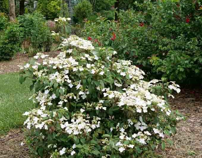 Viburnum plicatum f. tomentosum Steady Eddy®