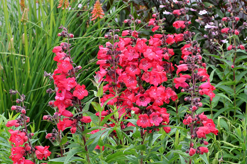 Penstemon Cha Cha Cherry (Beardtongue)