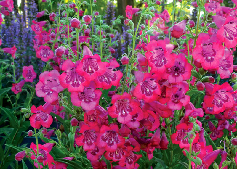 Penstemon Cha Cha Hot Pink Beardtongue