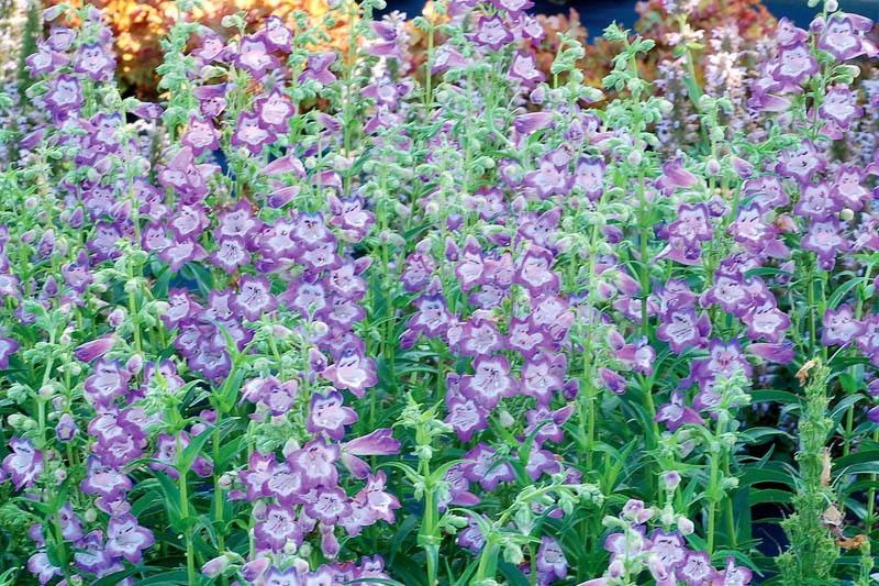 Penstemon Cha Cha Lavender Beardtongue