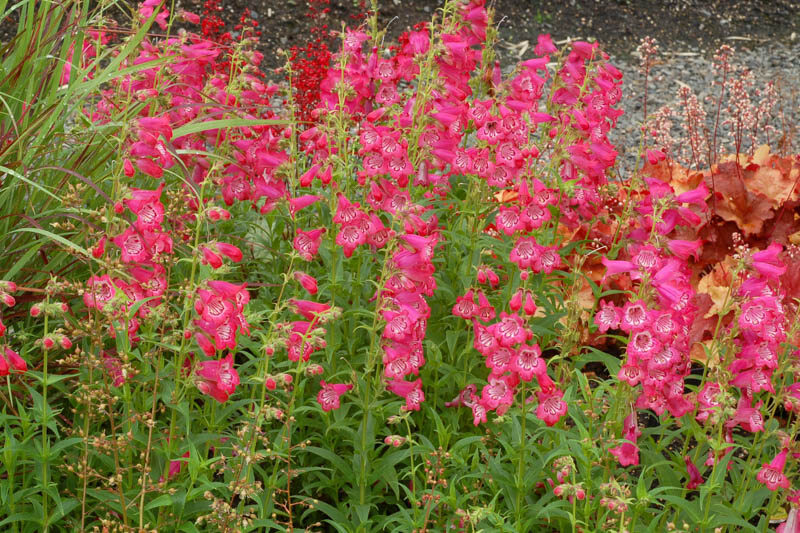 Penstemon Cha Cha Pink Beardtongue