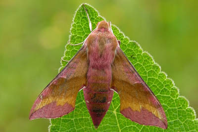 Hawk Moth: Mysterious Pollinator of the Night