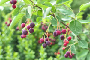 Serviceberry (Amelanchier): Beauty Across Seasons