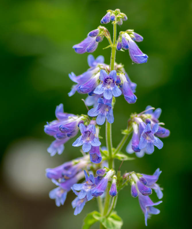 Penstemon ovatus (Eggleaf Beardtongue)