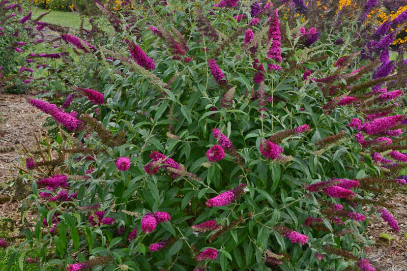 Buddleja davidii 'Queen of Hearts' (Butterfly Bush)