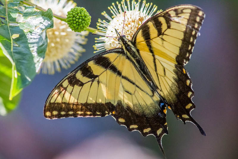 Eastern tiger swallowtail butterfly (Papilio glaucus)