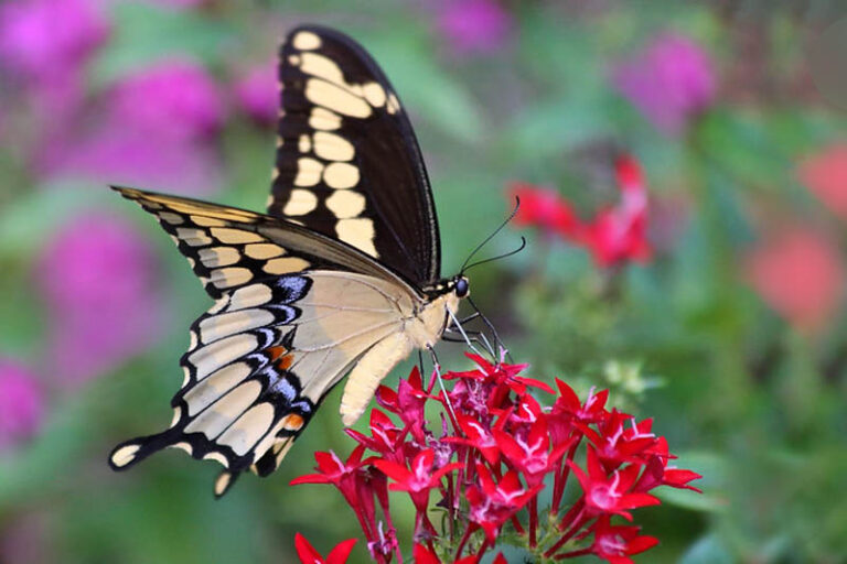 Pentas: Growing, Care, and Dazzling Varieties for the Garden