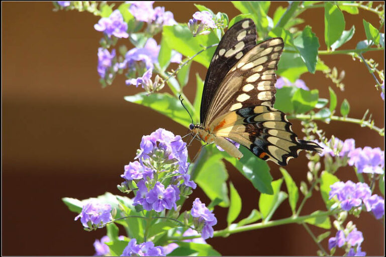 Giant Swallowtail Butterfly: Facts, Host Plants and more