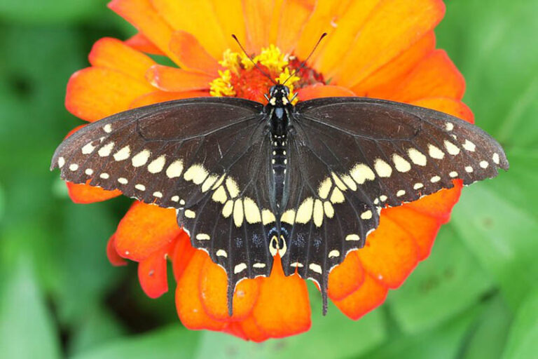 Black Swallowtail Butterfly: Facts, Host Plants and more