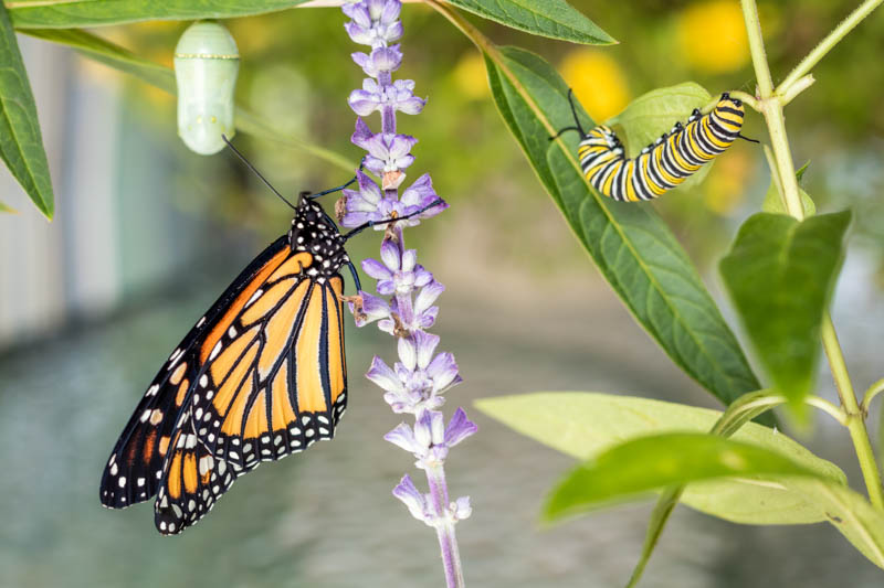 Are Butterflies Just Beautiful? - Eco Care Pest Management