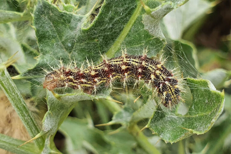 Painted Lady Butterfly: Facts, Host Plants and more