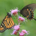 monarch butterfly, spicebush swallowtail butterfly, papilio troilus, liatris aspera, blazing star
