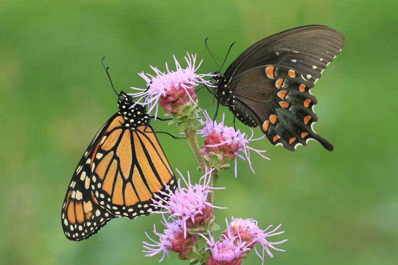 How to attract butterflies? - Belightful Design