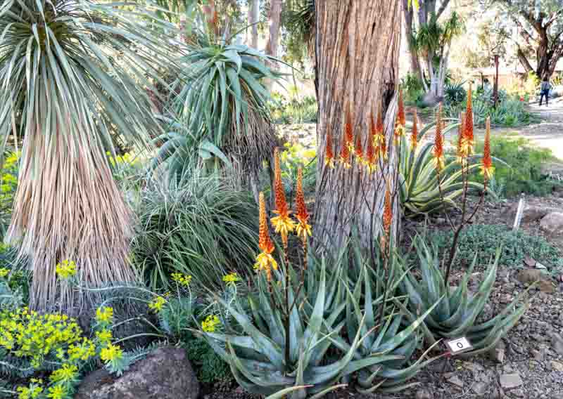 Aloe wickensii (Geelaalwyn)