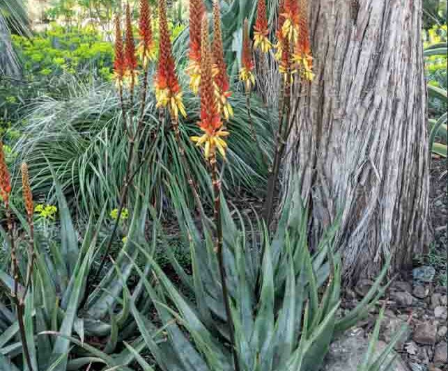 Aloe wickensii (Geelaalwyn)