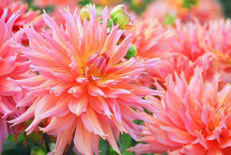 Dahlia Omega