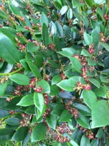 Distylium: The Low-Maintenance Shrub Alternative for All Seasons