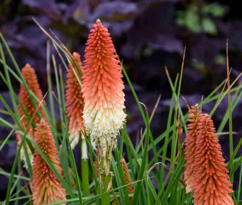 Kniphofia 'high Roller' (red Hot Poker)