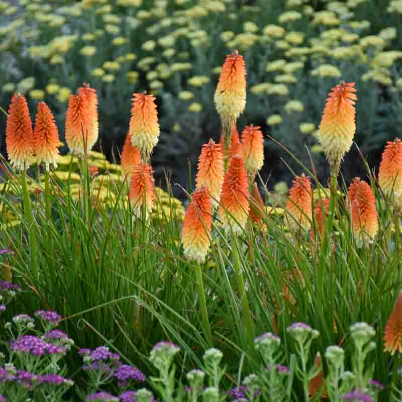 Kniphofia 'Hot and Cold' (Red Hot Poker)