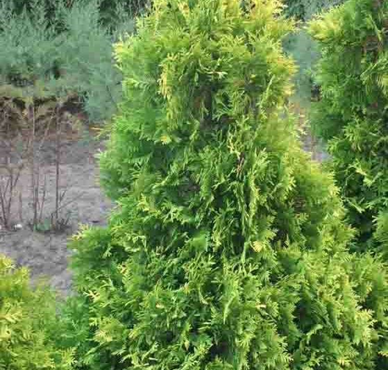 Thuja occidentalis 'Sunkist' (American Arborvitae)