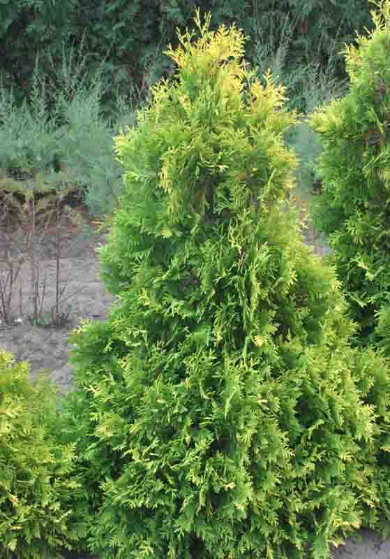 Thuja occidentalis 'Sunkist' (American Arborvitae)