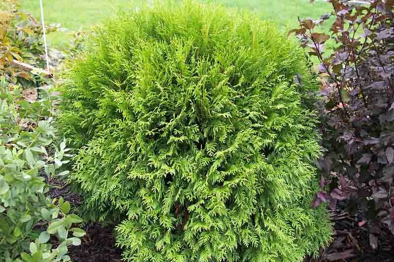 Thuja occidentalis 'Woodwardii' (American Arborvitae)