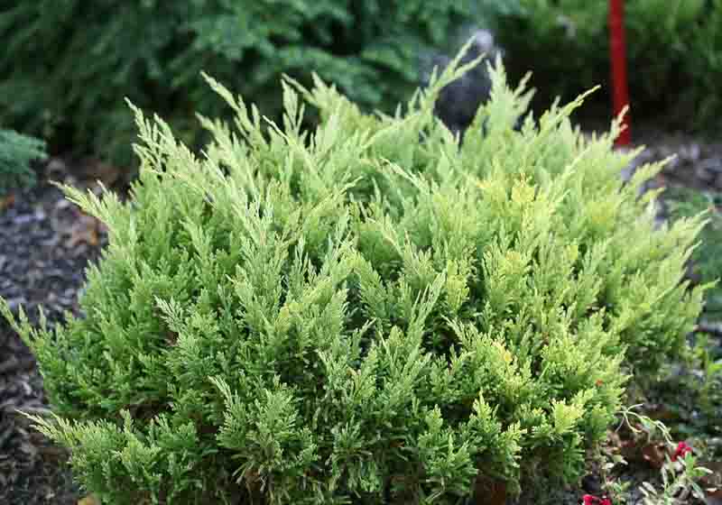 Creeping Juniper Good Vibrations® Gold (Juniperus horizontalis)