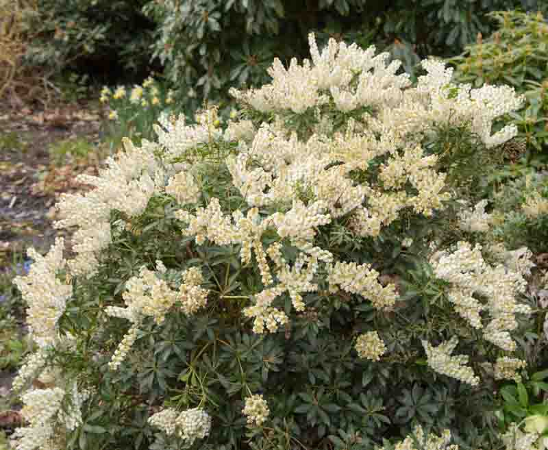 Interstella® - Lily of the Valley shrub - Pieris japonica