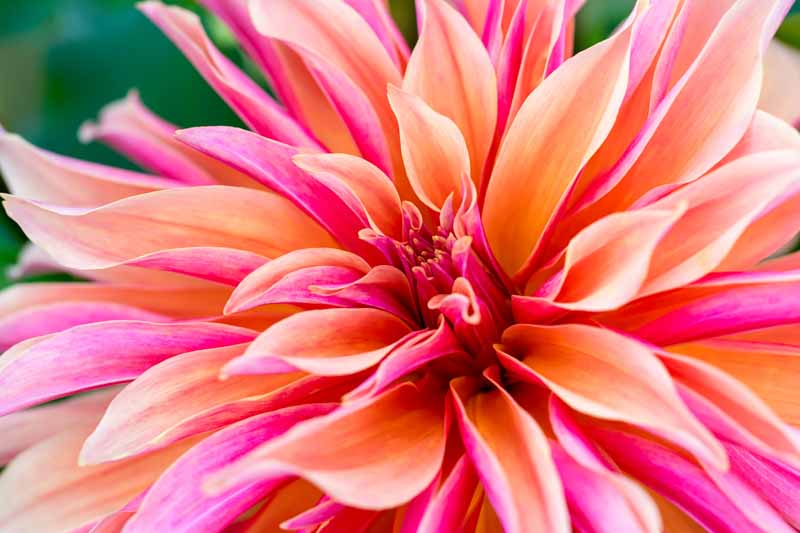 Decorative Dahlia Double Shine